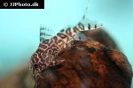 synodontis eupterus synodontis eupterus