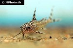 synodontis eupterus synodontis eupterus