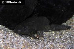 synodontis eupterus synodontis eupterus