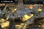 synodontis eupterus synodontis eupterus