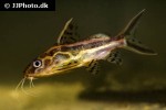synodontis flavitaeniatus synodontis flavitaeniatus