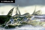 synodontis flavitaeniatus synodontis flavitaeniatus