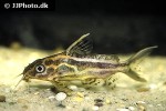 synodontis flavitaeniatus synodontis flavitaeniatus