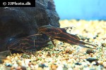 synodontis flavitaeniatus synodontis flavitaeniatus