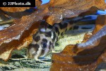 synodontis flavitaeniatus synodontis flavitaeniatus