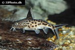 synodontis grandiops synodontis grandiops