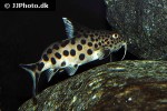 synodontis grandiops synodontis grandiops