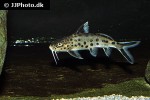 synodontis grandiops synodontis grandiops