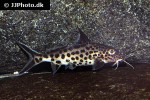 synodontis grandiops synodontis grandiops