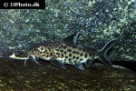 synodontis grandiops synodontis grandiops
