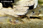 synodontis ouemeensis synodontis ouemeensis