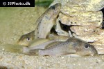 synodontis ouemeensis synodontis ouemeensis