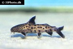 synodontis petricola synodontis petricola