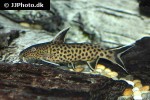 synodontis petricola synodontis petricola