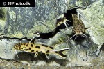 synodontis petricola synodontis petricola