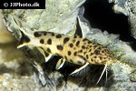 synodontis petricola synodontis petricola