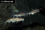 synodontis petricola synodontis petricola