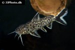 synodontis petricola synodontis petricola