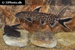 synodontis petricola synodontis petricola