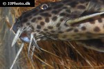 synodontis petricola synodontis petricola