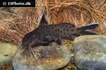 synodontis petricola synodontis petricola