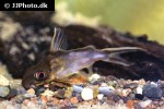 synodontis pleurops synodontis pleurops