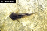 synodontis pleurops synodontis pleurops