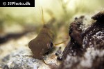 synodontis pleurops synodontis pleurops