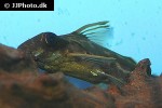 synodontis pleurops synodontis pleurops