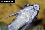 synodontis pleurops synodontis pleurops
