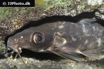 synodontis pleurops synodontis pleurops