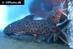 synodontis polli synodontis polli