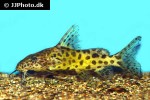 synodontis rebeli synodontis rebeli