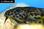 synodontis rebeli synodontis rebeli