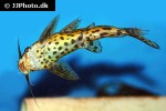 synodontis rebeli synodontis rebeli