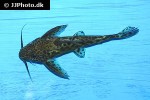 synodontis rebeli synodontis rebeli