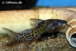 synodontis rebeli synodontis rebeli