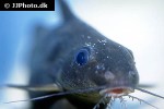 synodontis robbianus synodontis robbianus