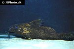 synodontis robbianus synodontis robbianus