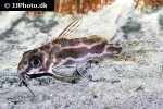 synodontis robertsi synodontis robertsi