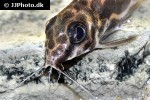 synodontis robertsi synodontis robertsi