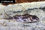 synodontis robertsi synodontis robertsi