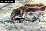 synodontis robertsi synodontis robertsi
