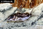 synodontis robertsi synodontis robertsi