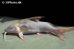 synodontis rukwaensis synodontis rukwaensis