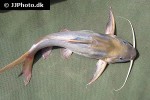 synodontis rukwaensis synodontis rukwaensis