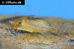 synodontis schall synodontis schall