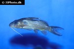 synodontis schall synodontis schall