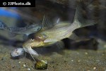 synodontis schall synodontis schall