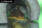 synodontis schall synodontis schall